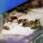 Nachaufnahme von Bienen am Eingang des Bienenstocks.